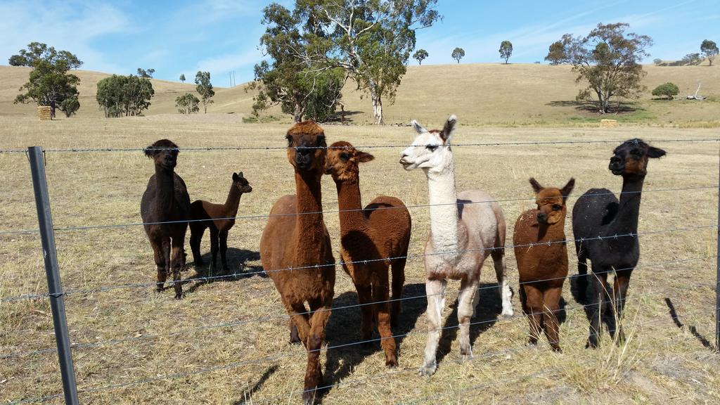 Hillview Farmstay Gundagai Extérieur photo