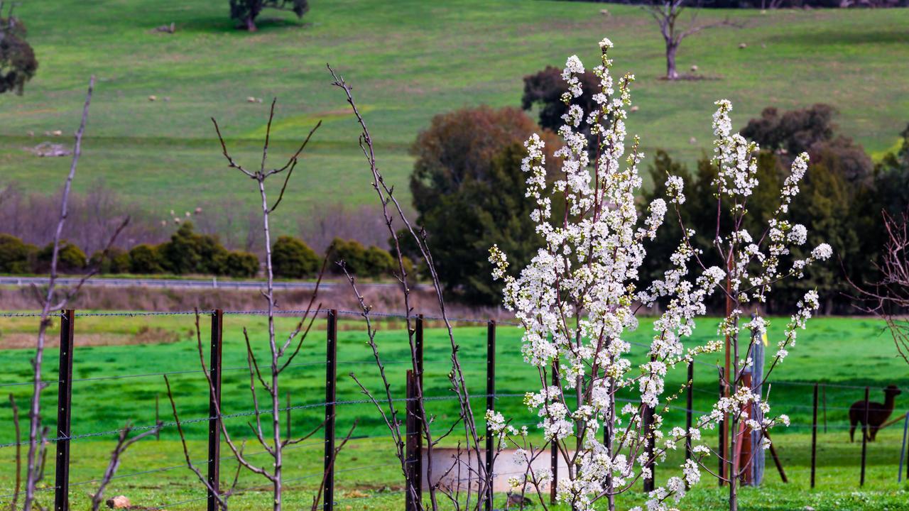 Hillview Farmstay Gundagai Extérieur photo