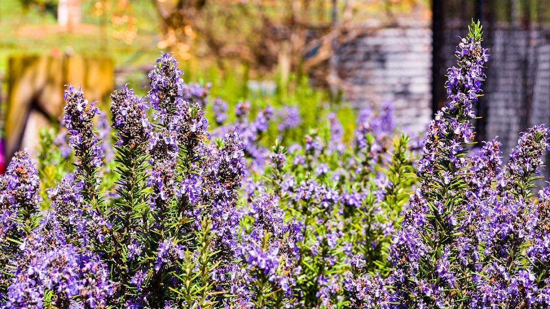 Hillview Farmstay Gundagai Extérieur photo