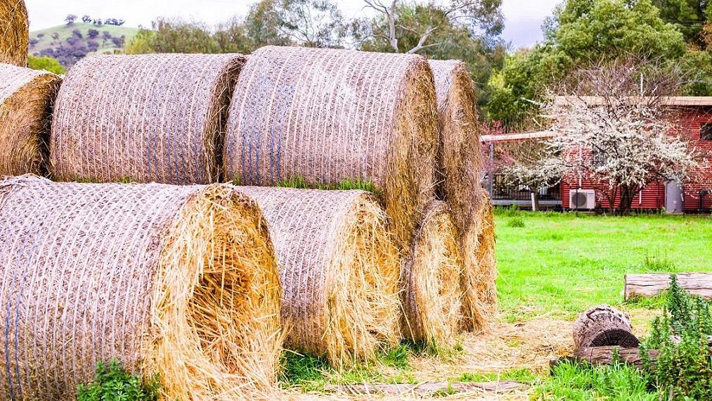 Hillview Farmstay Gundagai Extérieur photo