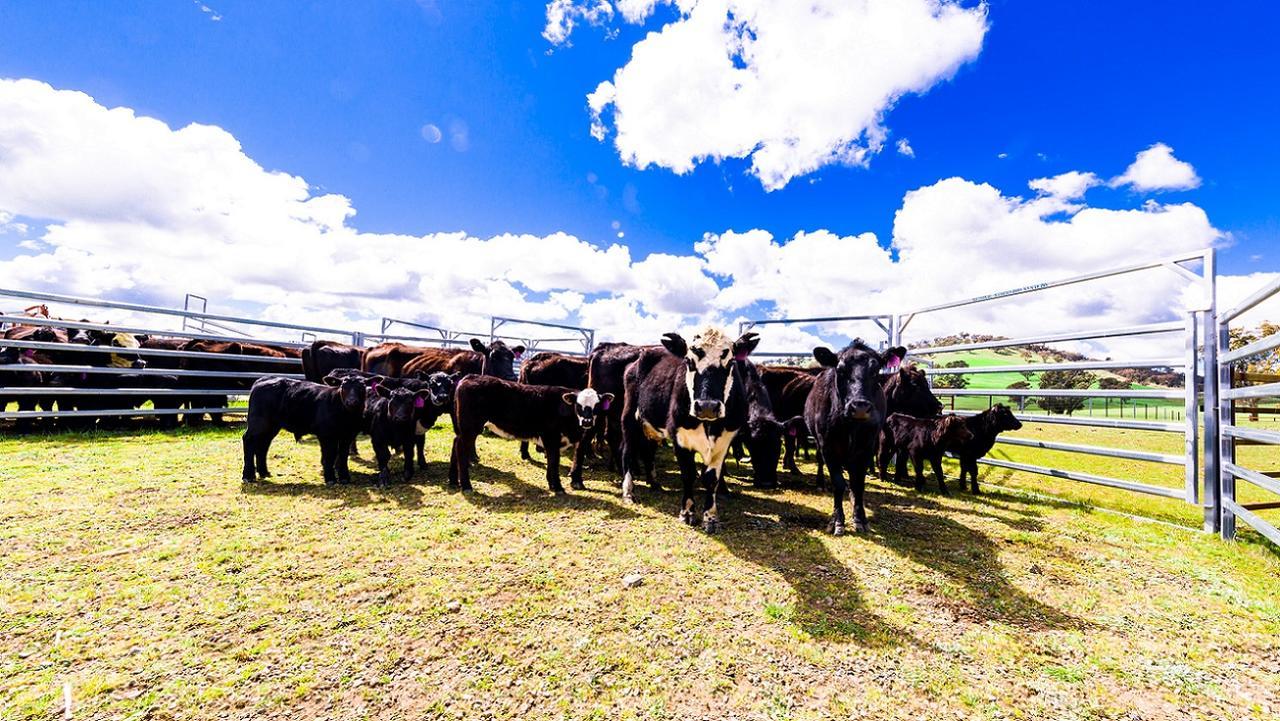 Hillview Farmstay Gundagai Extérieur photo