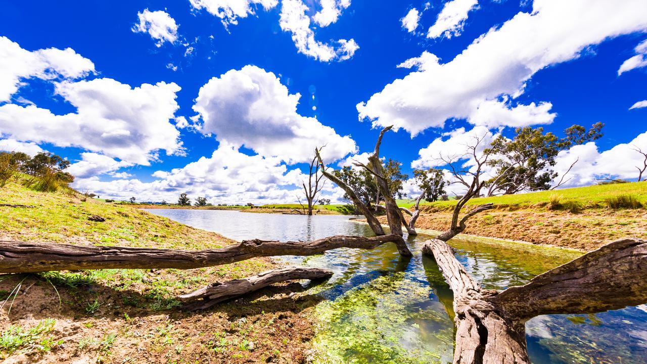 Hillview Farmstay Gundagai Extérieur photo